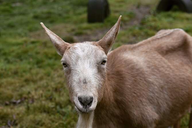 1.5 Hour Immersive Farm Experience in Adirondacks - Key highlights