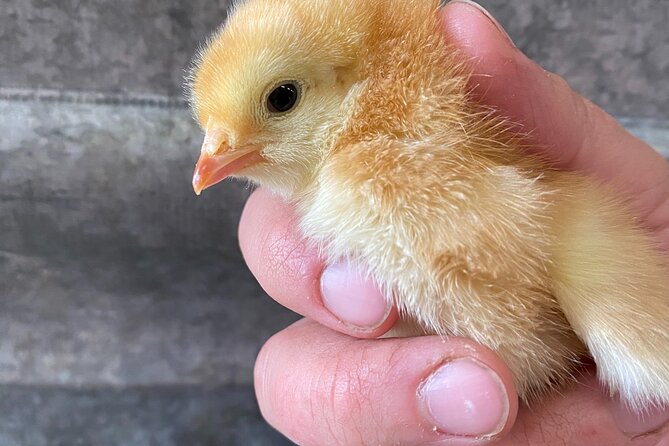 1.5 Hour Immersive Farm Experience in Adirondacks - The meet-and-greet moment: boot covers, farm history, and real routines