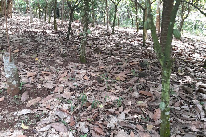 1 Day cocoa farm tour - Key highlights I’d bet on