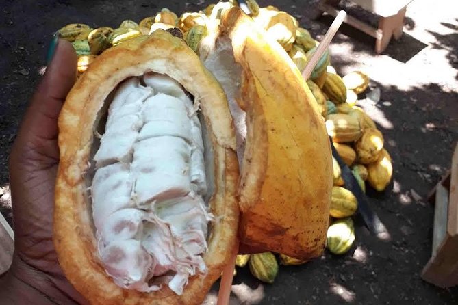 1 Day cocoa farm tour - 7:30 am from Fantail Street: timing, pickup, and what to plan