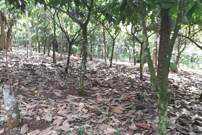 1 Day cocoa farm tour - Inside the cocoa canopy: pods, husking sounds, and drying to beans