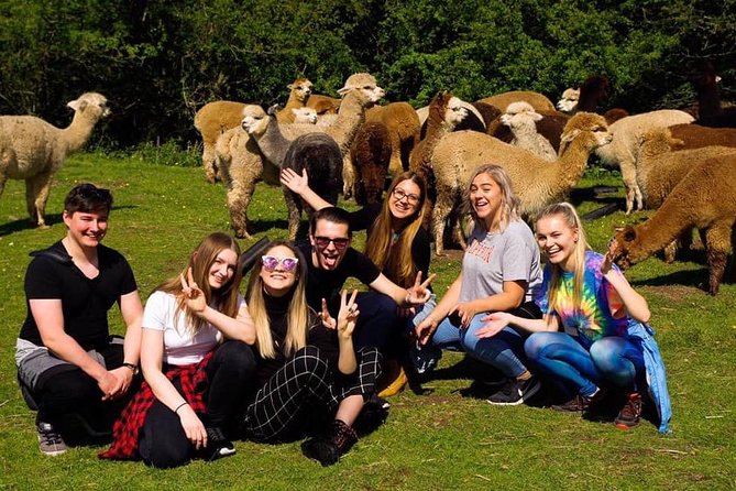 2-Hour Alpaca Farm Experience in Kenilworth - Key Highlights You Should Not Miss