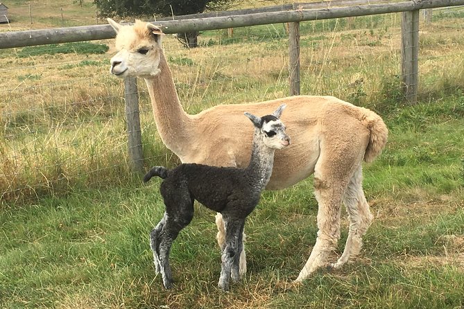 2-Hour Alpaca Farm Experience in Kenilworth - Faerie Tale Alpacas in Kenilworth: A Simple, Hands-On Animal Hour