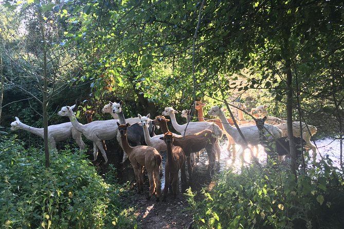 2-Hour Alpaca Farm Experience in Kenilworth - The First Part: Alpaca Basics and Hand-Knitted Accessories