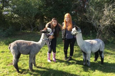 2-Hour Alpaca Farm Experience in Kenilworth - Where You Meet: Faerie Tale Farm Alpacas, Rouncil Ln
