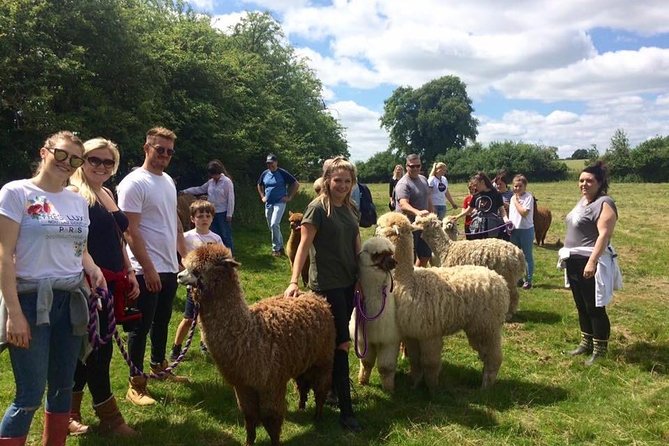 2-Hour Alpaca Farm Experience in Kenilworth - Up Close With the Herd: Cuddles, Photos, and Feeding Time