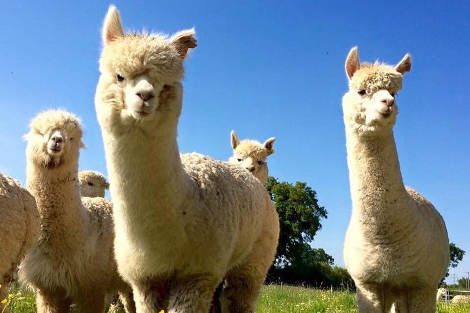2-Hour Alpaca Farm Experience in Kenilworth - Taking an Alpaca for a Walk: What You Can Expect