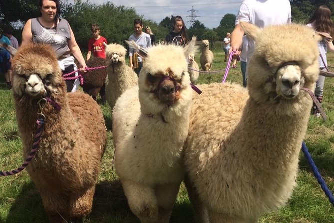 2-Hour Alpaca Farm Experience in Kenilworth - The Experience Is Private: Your Group, Your Pace