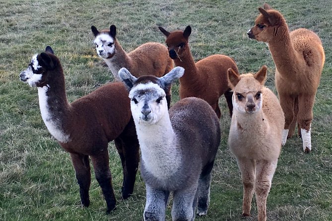 2-Hour Alpaca Farm Experience in Kenilworth - Shopping for Alpaca Accessories: Beyond the Animal Cuddles