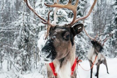 2km Sleigh Ride & Feeding Experience at Traditional Reindeer Farm - Pickup Through Rovaniemi Snow: The Convenience Factor
