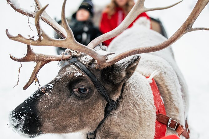 2km Sleigh Ride & Feeding Experience at Traditional Reindeer Farm - Photos, Hot Drinks, and the Cozy Hut Moment