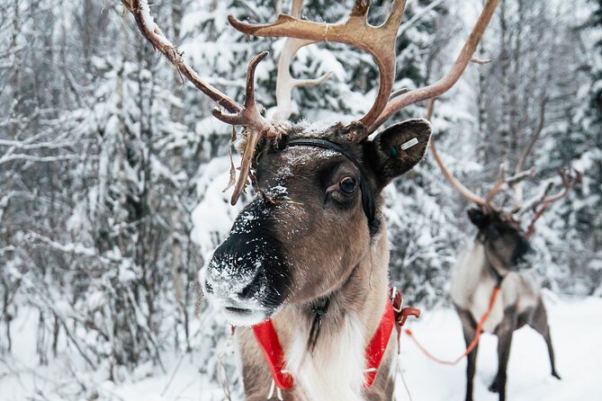 2km Sleigh Ride & Feeding Experience at Traditional Reindeer Farm - Pickup Through Rovaniemi Snow: The Convenience Factor