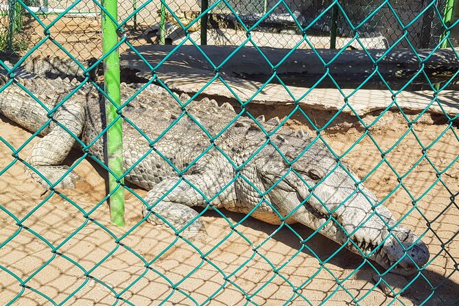 3 Palos Lagoon AfroMex Village Turtle Release & Croc Farm Visit - Key things that make this tour worth your time