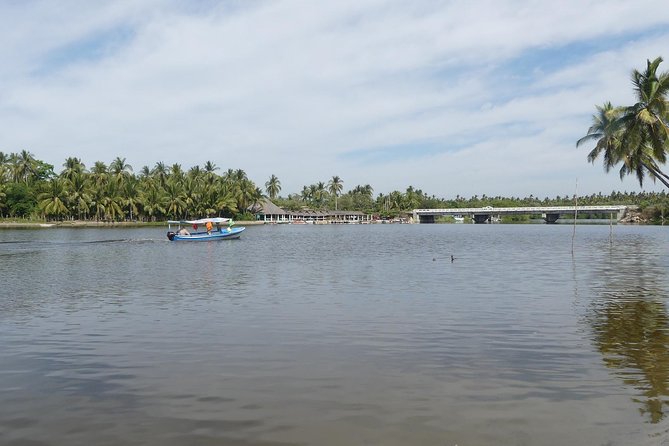 3 Palos Lagoon AfroMex Village Turtle Release & Croc Farm Visit - Turtle camp release: a short, meaningful highlight on the Pacific