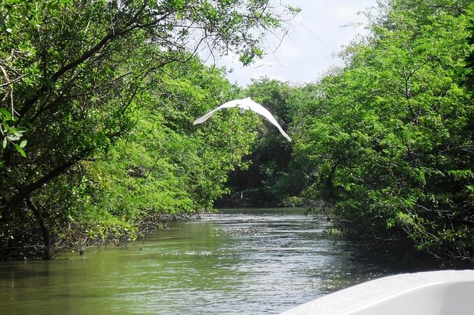 3 Palos Lagoon AfroMex Village Turtle Release & Croc Farm Visit - Laguna de Tres Palos: the wildlife boat cruise that actually teaches you what you’re seeing