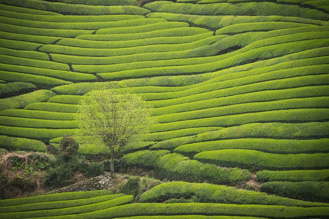 7hr Private Wazuka True Hidden Kyoto Matcha Farm Experience - Key Points Before You Go