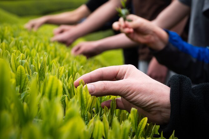7hr Private Wazuka True Hidden Kyoto Matcha Farm Experience - Matcha Tasting + Tea Tasting: How to Get More From Each Sip