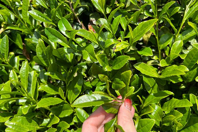 7hr Private Wazuka True Hidden Kyoto Matcha Farm Experience - Lunch in a Traditional Japanese Home: The Flavor Reset You Need