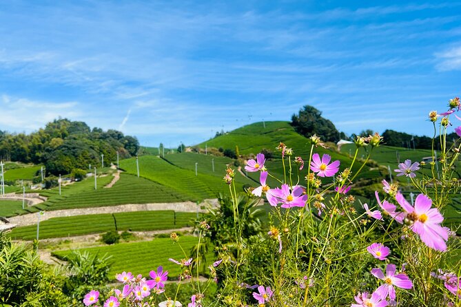 7hr Private Wazuka True Hidden Kyoto Matcha Farm Experience - Price and Value: Is $520 Per Person Reasonable?