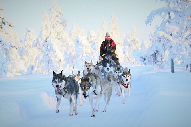 8-10km Husky Ride in the Taiga and Visit Other Farm Animals - The Morning In Rovaniemi: Pickup, Timing, and What That 1-Hour Transfer Means