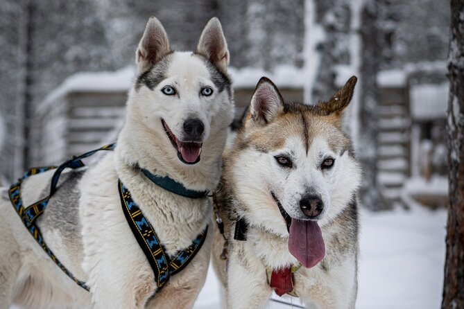 8-10km Husky Ride in the Taiga and Visit Other Farm Animals - Price and Value: Why $272.83 Can Still Feel Fair in Lapland