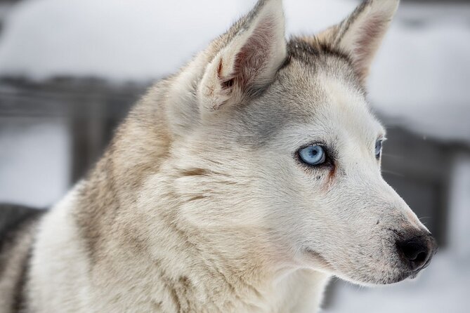 8-10km Husky Ride in the Taiga and Visit Other Farm Animals - Open Fire and Mushers: Real Talk After the Ride