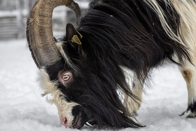 8-10km Husky Ride in the Taiga and Visit Other Farm Animals - Lunch by the BBQ: Lapish Food, Winter Fuel, and What to Expect
