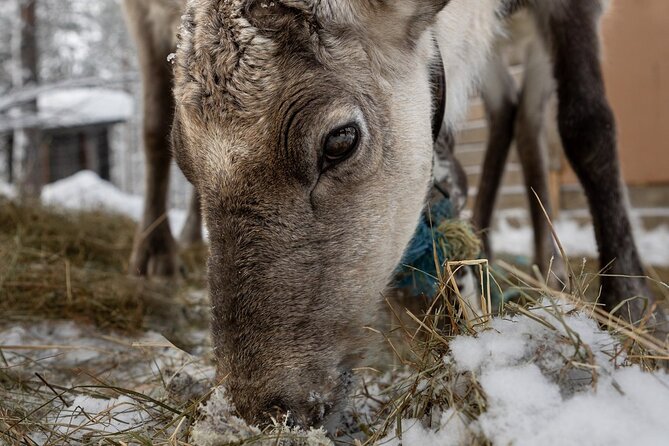 8-10km Husky Ride in the Taiga and Visit Other Farm Animals - Who This Tour Suits Best (and Who Might Skip It)