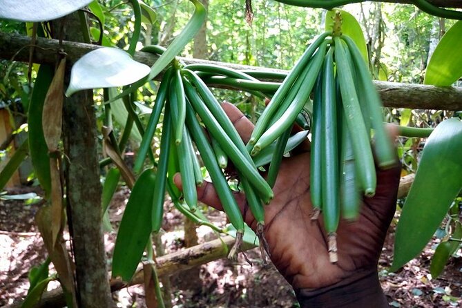A Private Full Day Tour To Stone Town & Spice Farm - Value check: $90 for a two-place private day