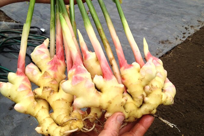 A Private Full Day Tour To Stone Town & Spice Farm - Practical tips so the day goes smoothly