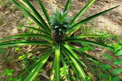 A private half day spice farm with a cooking lesson - Walking the Farm: Vanilla, Cardamom, Nutmeg, and the Spice Island Feeling