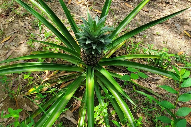 A private half day spice farm with a cooking lesson - Walking the Farm: Vanilla, Cardamom, Nutmeg, and the Spice Island Feeling
