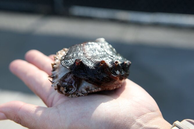 Abalone Farm Tour - Entering the working farm: the 1-hour walk around