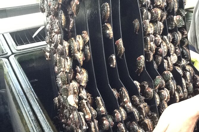 Abalone Farm Tour - The tasting stop: abalone and seaweed samples