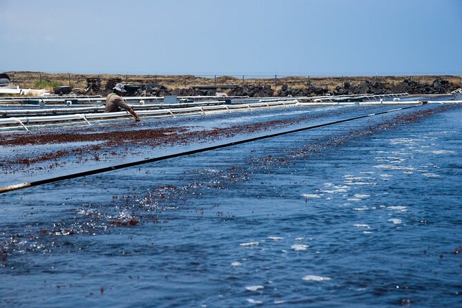 Abalone Farm Tour - How to time it: a simple Kona day plan