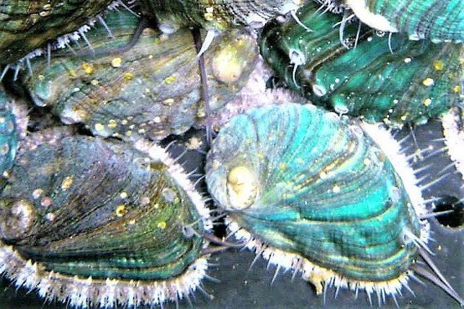 Abalone farm tour and tasting with coastal seaweed walk. Guided. 2 hours - The 2-hour plan: foraging, tanks, and a meal that makes sense