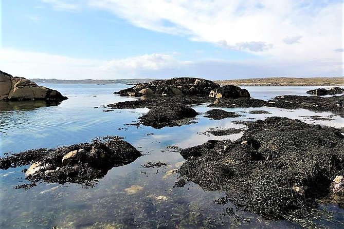Abalone farm tour and tasting with coastal seaweed walk. Guided. 2 hours - The tasting menu: seaweed salads, sashimi abalone, and cooked bites