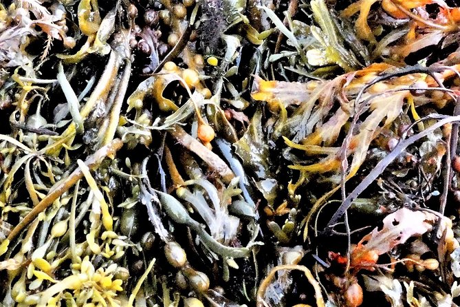 Abalone farm tour and tasting with coastal seaweed walk. Guided. 2 hours - Who this tour fits best (and who might not love it)