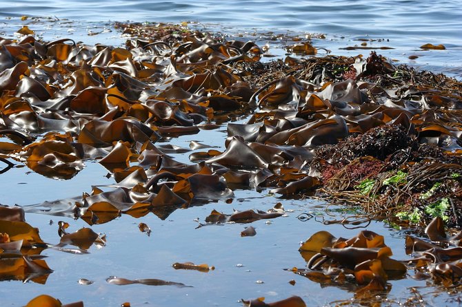 Abalone farm tour and tasting with coastal seaweed walk. Guided. 2 hours - Practical notes that affect your day