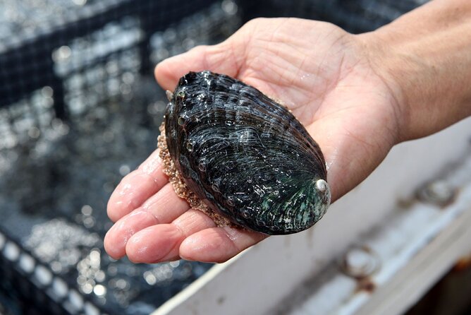Abalone Farm Tour - Touching live abalone and seeing sea life up close