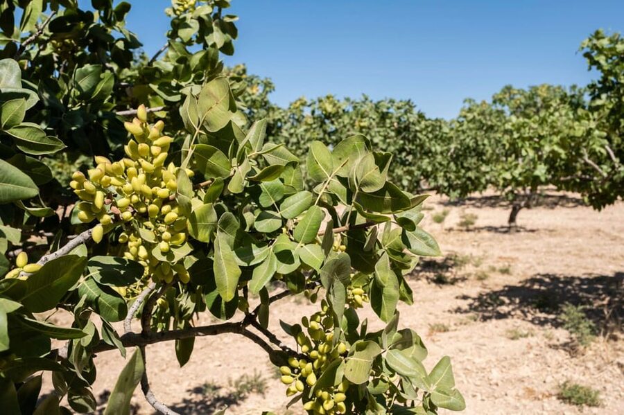 Aegina: Organic Pistachio Orchard Tour with Factory Visit - Harvesting process: turning a tree into a product