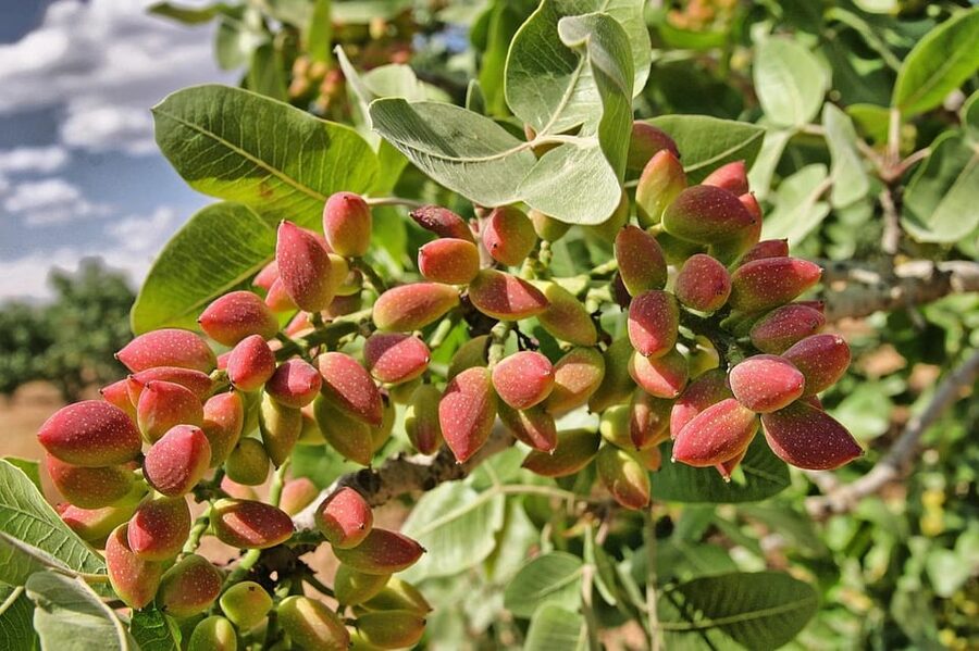Aegina: Organic Pistachio Orchard Tour with Factory Visit - Price and value: is $53 a fair deal?