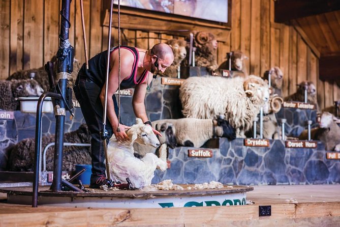 Agrodome Farm Experience including Farm Show and Farm Tour - Rotorua - Why Agrodome’s sheep show is a smart Rotorua stop
