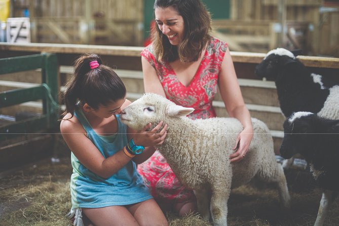 Agrodome Farm Experience including Farm Show and Farm Tour - Rotorua - Meeting sheep, alpacas, and other farm friends up close
