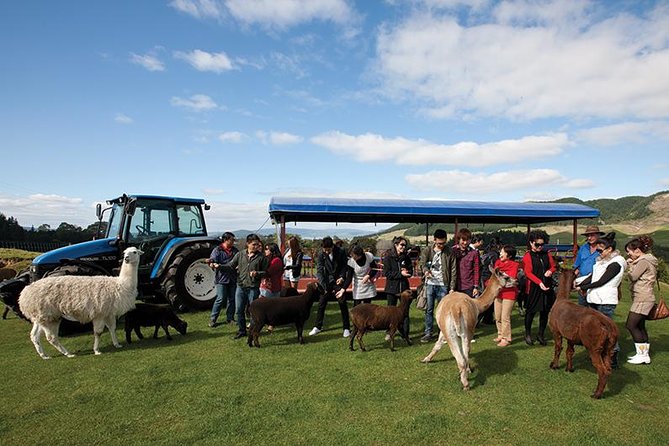Agrodome Farm Experience including Farm Show and Farm Tour - Rotorua - Time it right in Rotorua: picking morning vs afternoon
