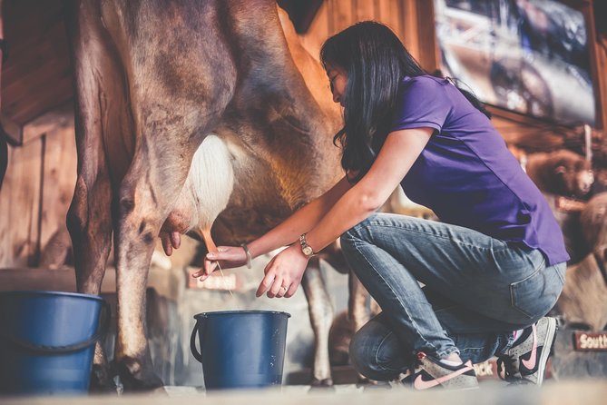 Agrodome Farm Experience including Farm Show and Farm Tour - Rotorua - The farm tour on all-weather tractor trailers