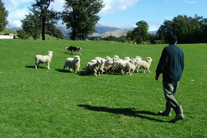 Akaroa Shore Excursion: Akaroa Harbour and Sheep Farm Local Tour - Key things I’d mark on your Akaroa map