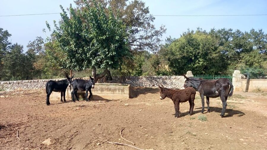 Alberobello: Guided e-bike tour + donkey farm visit - Should you book Alberobello e-bike + donkey farm?