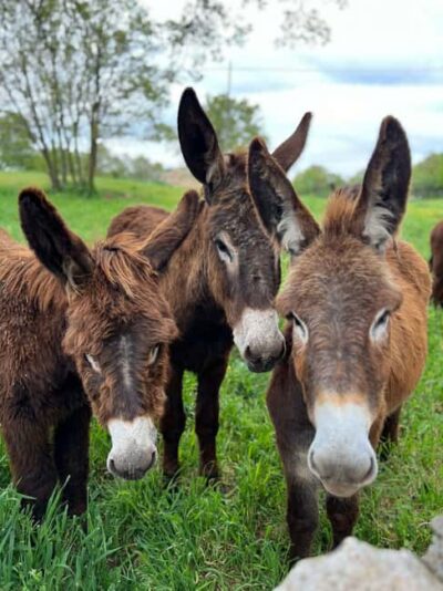 Alberobello: Guided e-bike tour + donkey farm visit - E-bike ride support: easy pace, fewer stress points
