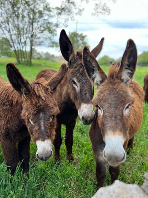 Alberobello: Guided e-bike tour + donkey farm visit - E-bike ride support: easy pace, fewer stress points